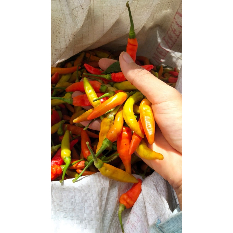 

cabe rawit merah fresh pedas 1kg