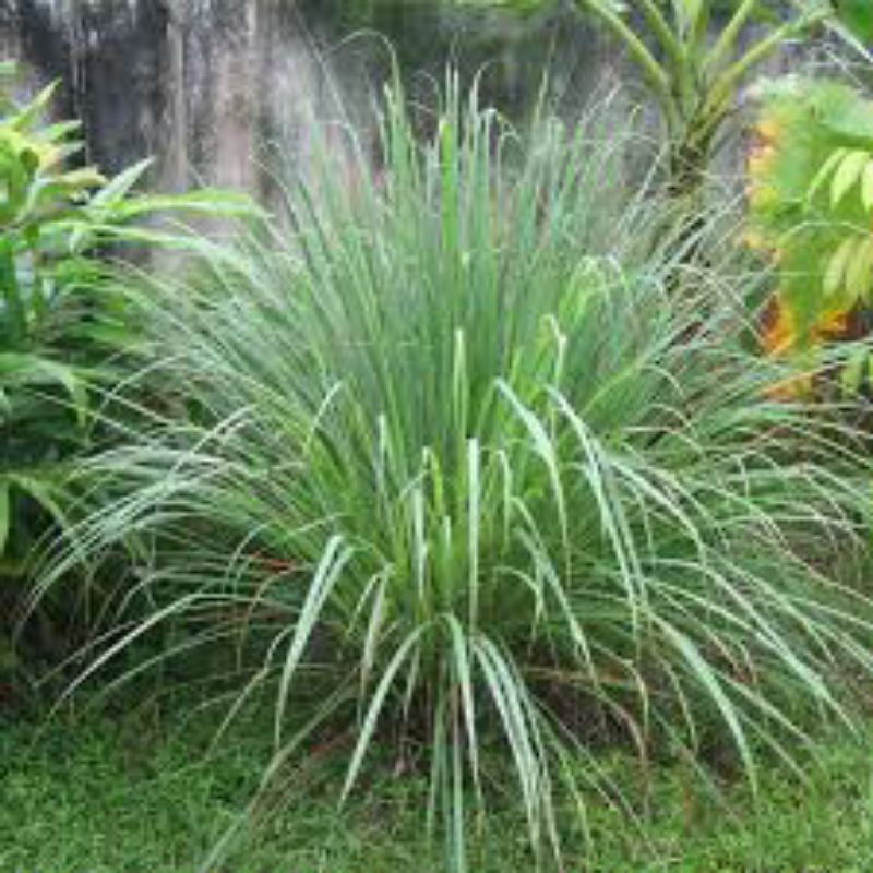 

sereh segar herbal rempah 250gr