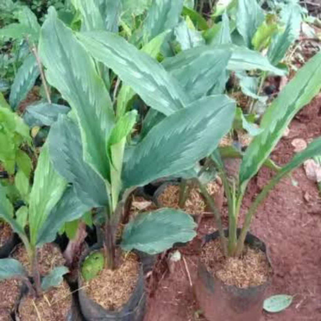 

kunyit putih - tanaman herbal - obat tradisional