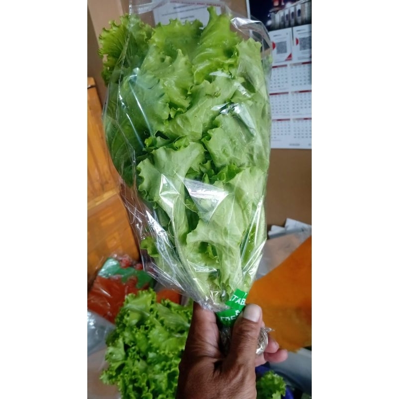 

Fresh Selada Hidroponik