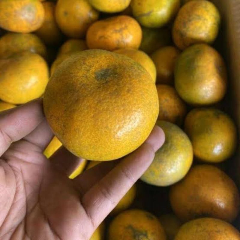 

GROSIR Termurah Jeruk Brastagi asli Medan Grade A - Fresh Manis