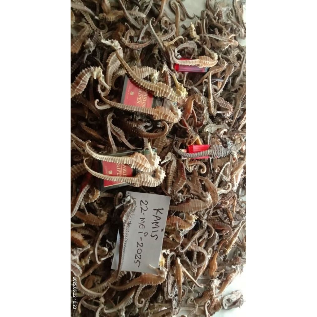 

KUDA LAUT ORIGINAL JAMINAN 100% || 11-15 CM READY