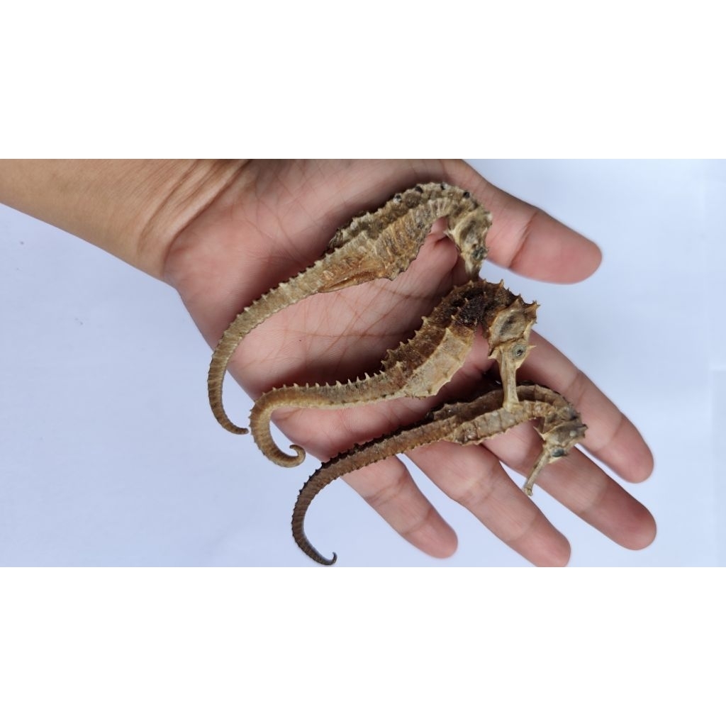 

KUDA LAUT SUPER | KUDA LAUT JOS