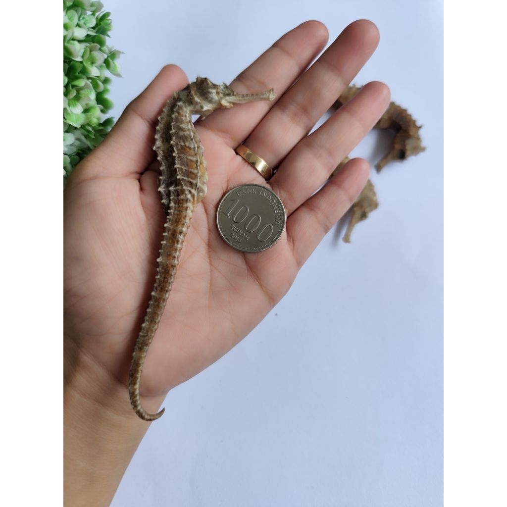 

KUDA LAUT KERING SIZE JOSS Panjang 9-10 cm