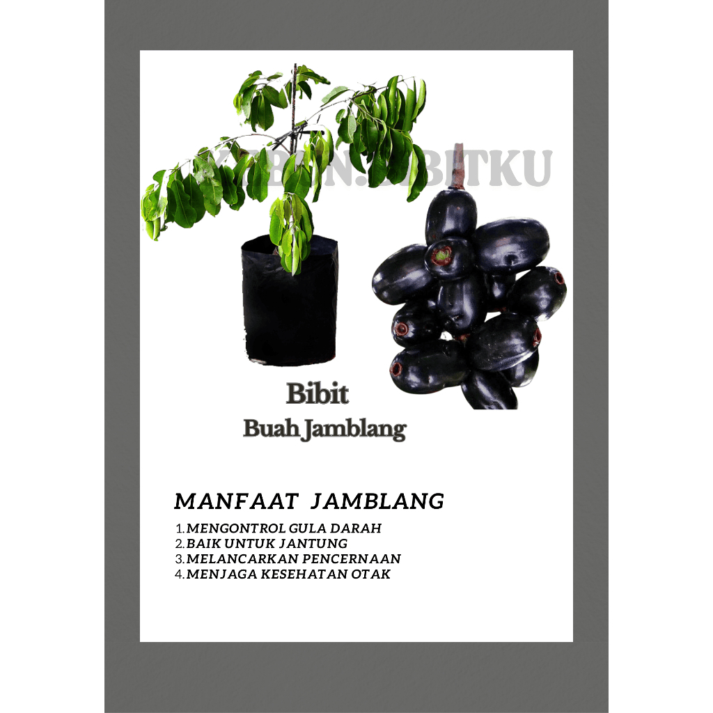 

Bibit Buah Jamblang Bermanfaat untuk kesehatan murah bisa cod