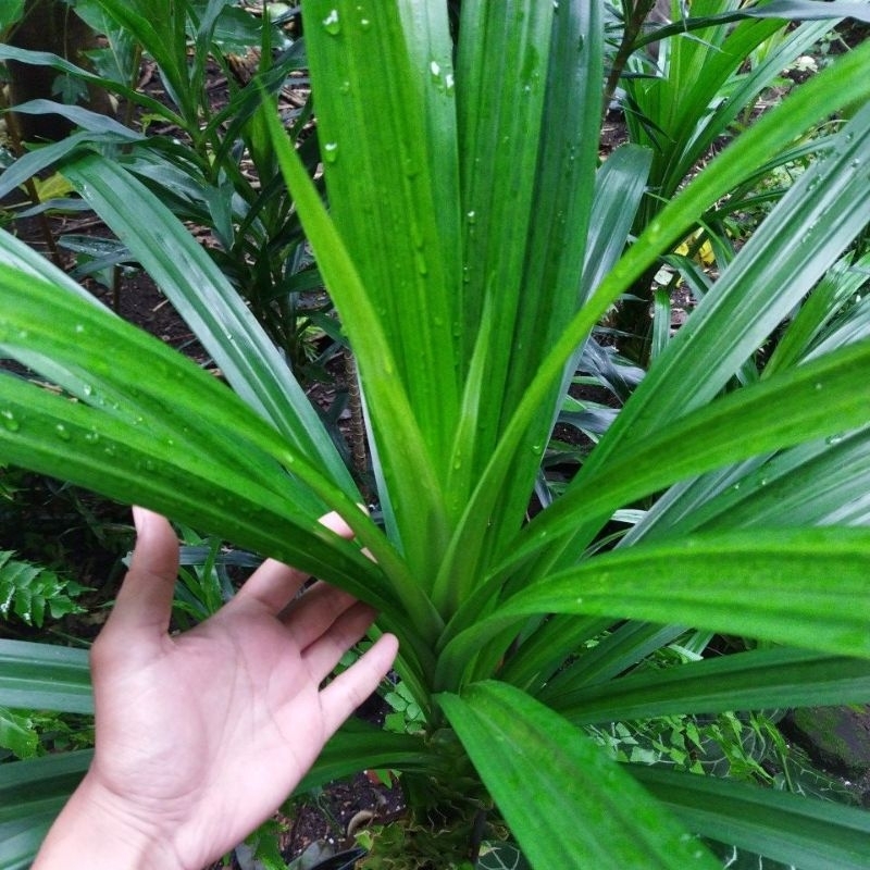 

daun pandan hijau segar dan wangi