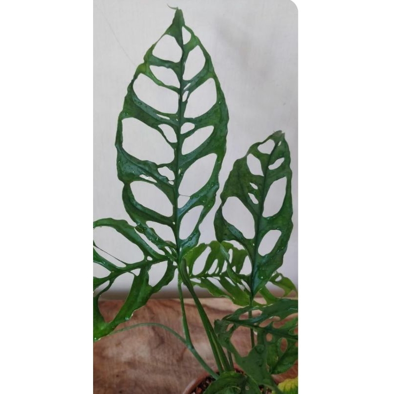 tanaman hias monstera obliqua - janda bolong obliqua