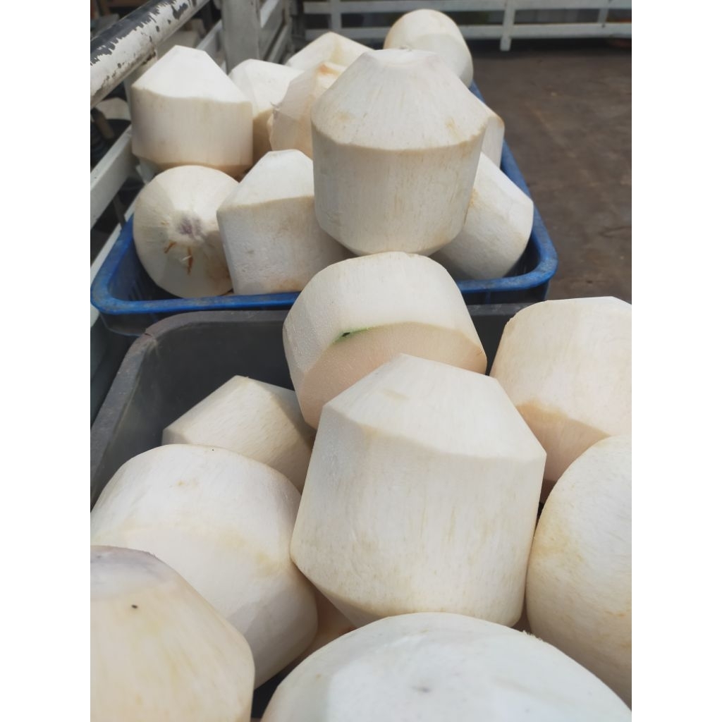 

Kelapa muda kupas (khusus grosir, Tidak ECER), melayani resto/hotel/rumah makan,dll