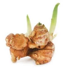 

SEGAR BERSERI - KENCUR 100GR