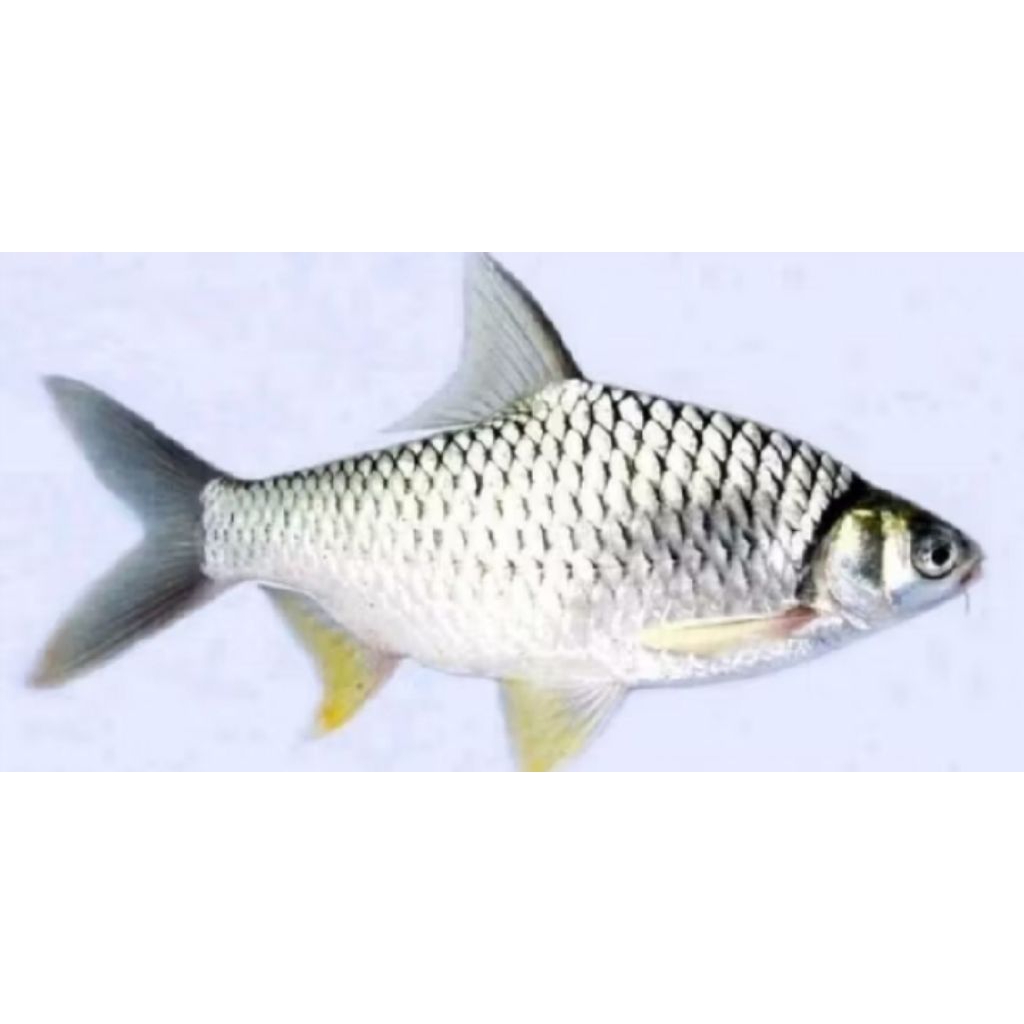 hiasan Aquascape ikan wader