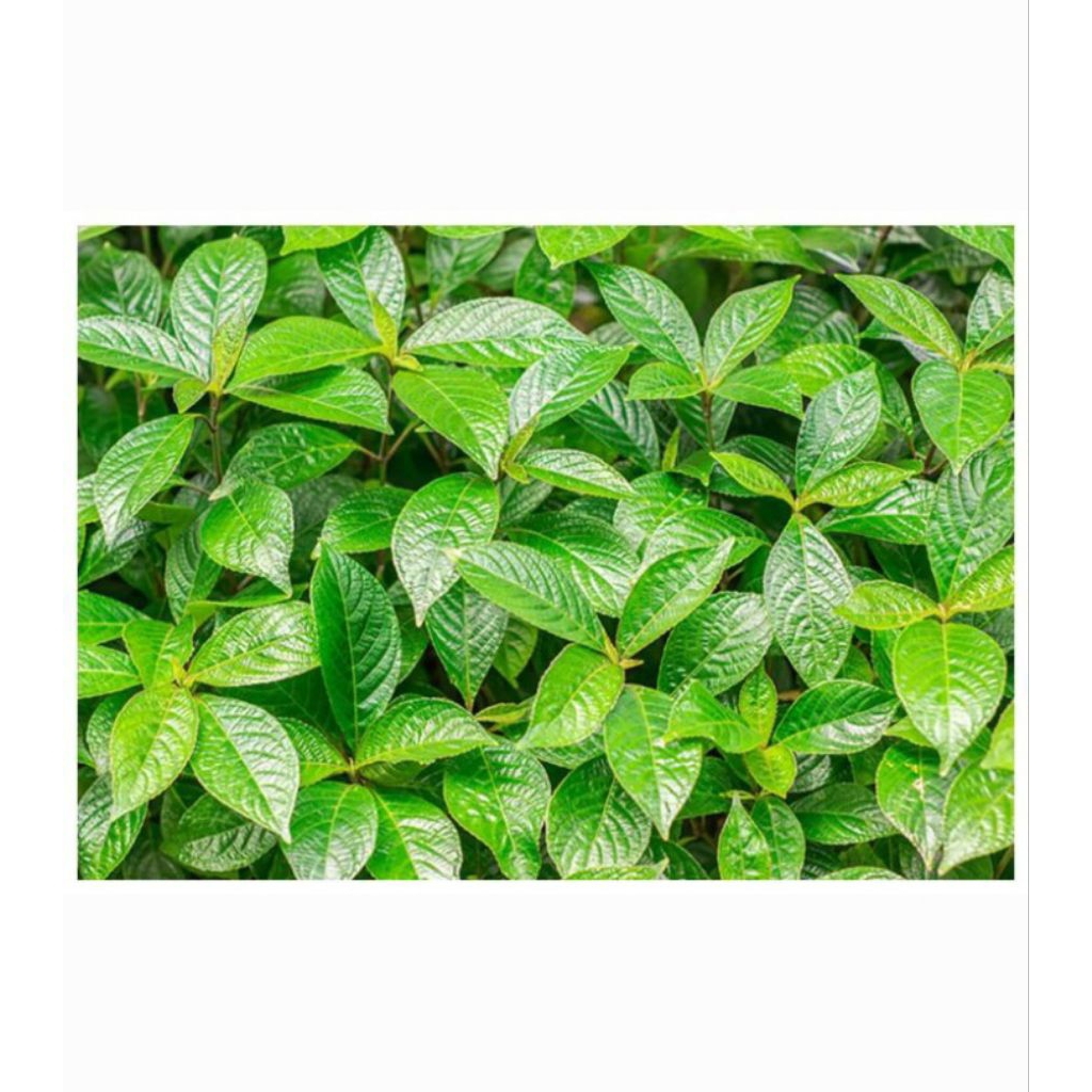 

Daun Keji Beling / Daun Pecah Beling Fresh