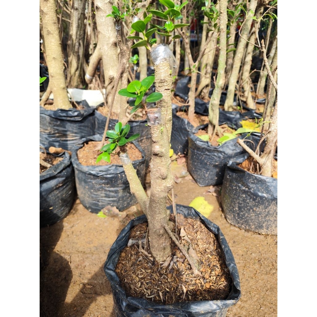 bonsai taman dolar mikro hiasan taman/hiasan teras