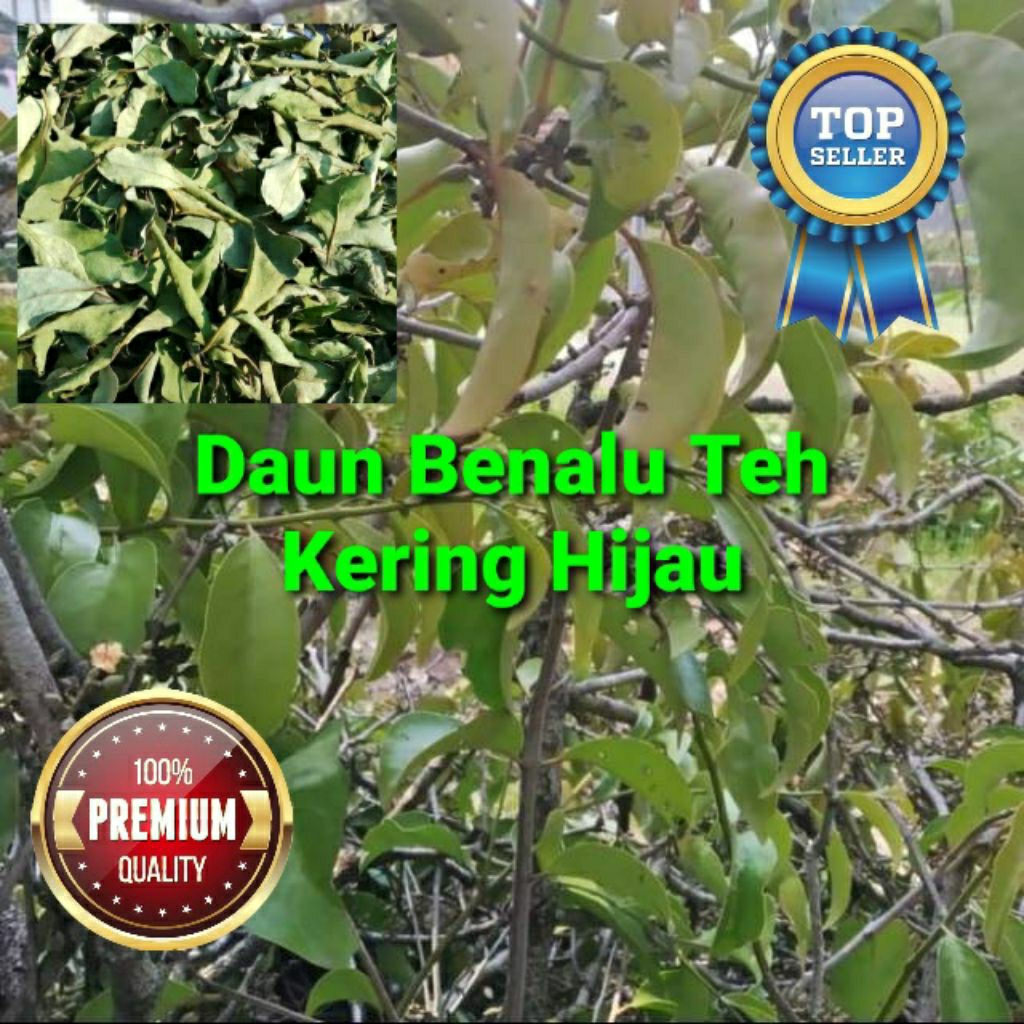 

1000 GRAM DAUN BENALU TEH KERING HIJAU GRADE A+