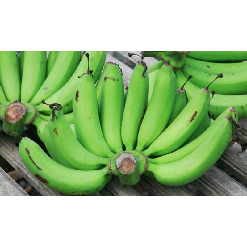 

Buah Pisang Mentah TP Hitam 10 Pisang Bangkaulu