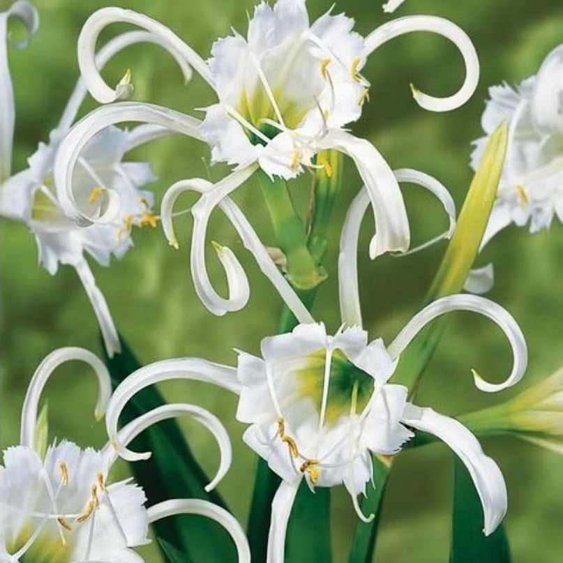 Tanaman hias bakung lele bibit pohon bakung hymenocallis
