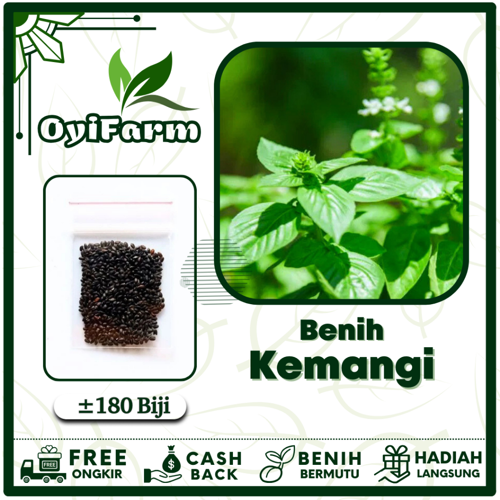 Benih Kemangi Lalap - Bibit Sayuran