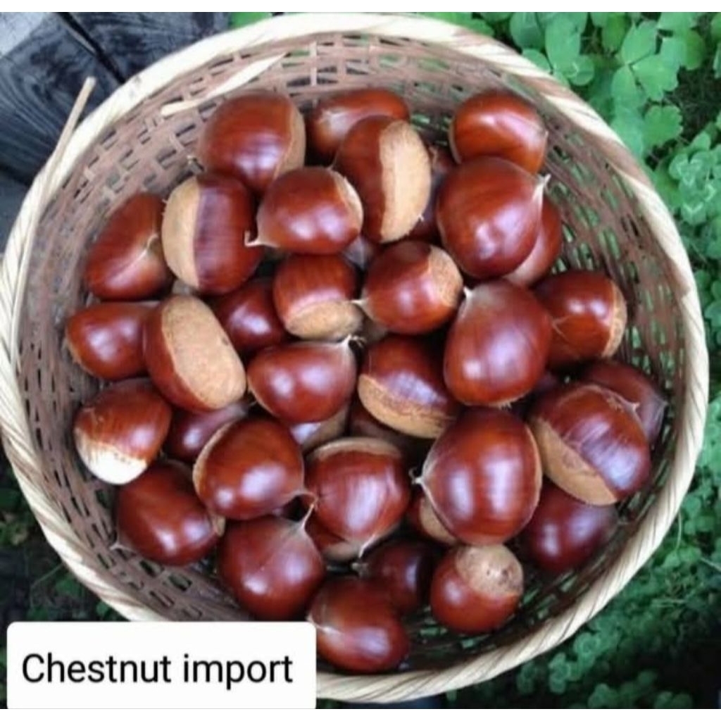 

Chestnut Mentah PREMIUM QUALITY / Lakci Kacang Berangan Mentah