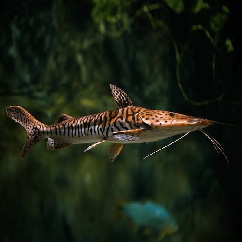 Hiasan Aquarium Tiger SovelNose ( Tsn ) Catfish