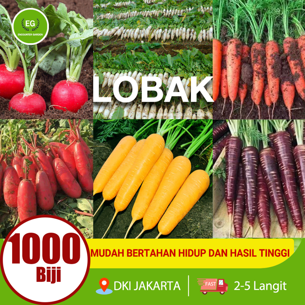 Benih Lobak Korea/Benih Lobak Warna Warni Impor