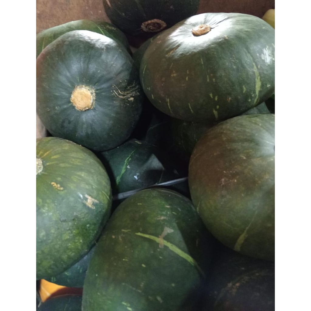 

kaboca hijau 1 pcs 700/900 gr