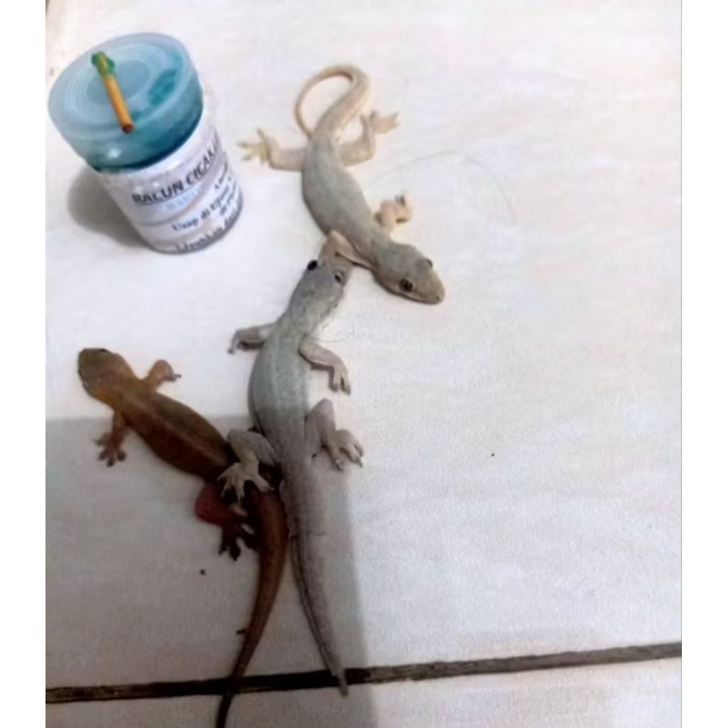LIZARD POISON RACAK RACUN CICAK HERBAL PEMBASMI CICAK SANGAT AMPUH ( PROMO )