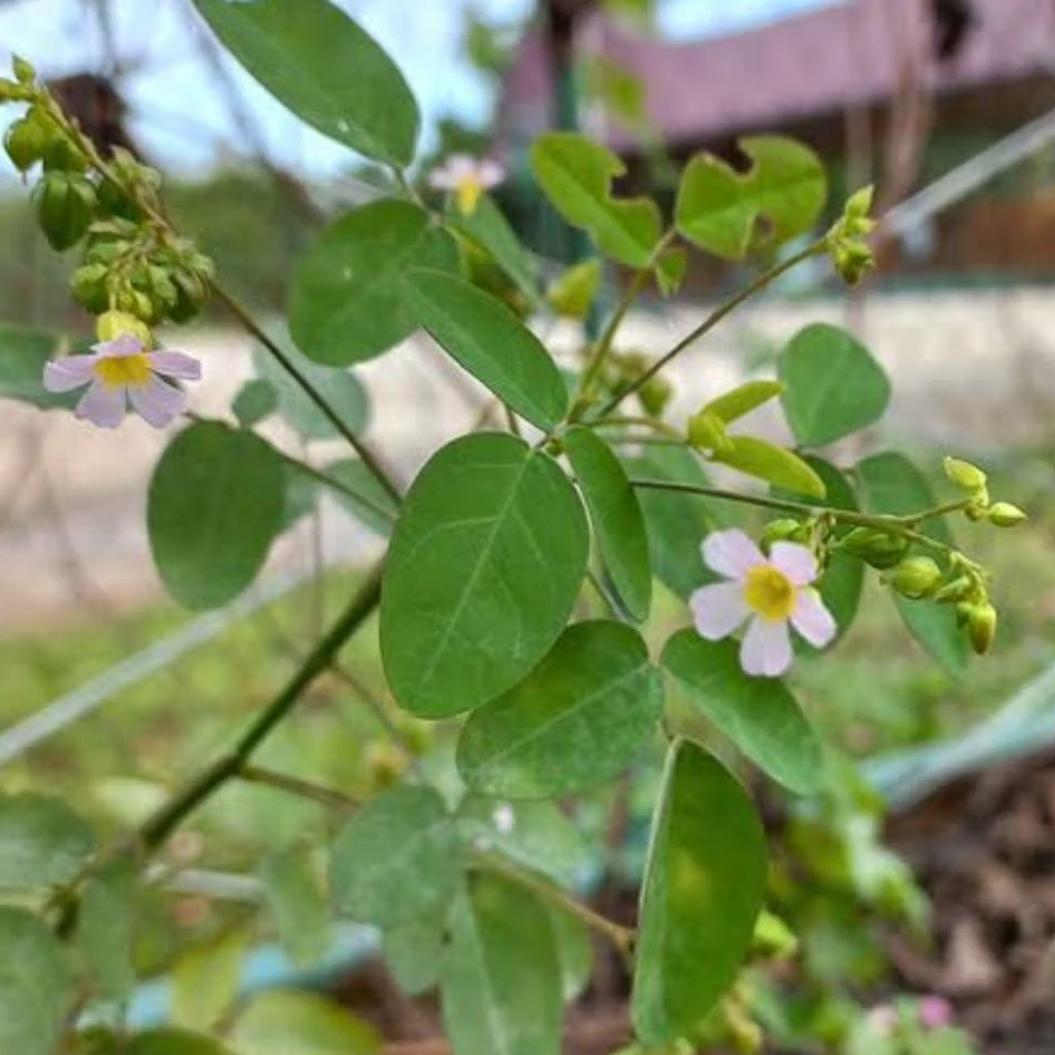 

Daun cilincing atau daun belimbing hutan 250 gram