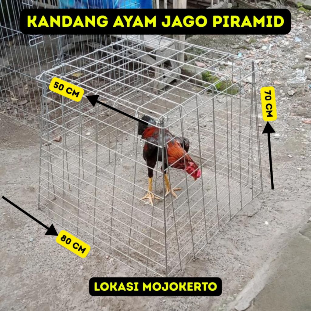 kandang ayam piramid galvanis