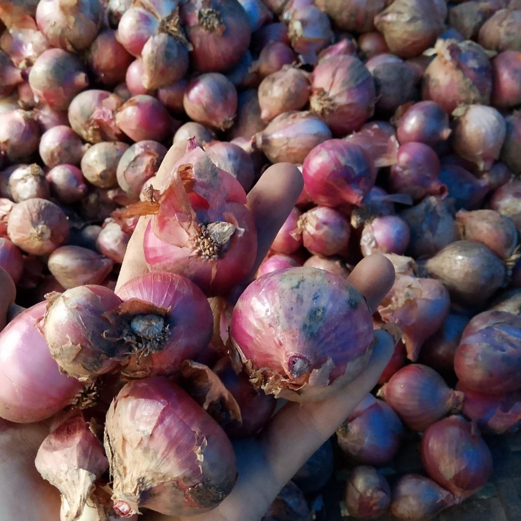

Bawang Merah Premium 250gram langsung di Kebun