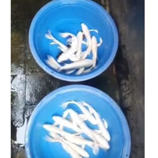 Ikan hias koi platinum slayer 30cm