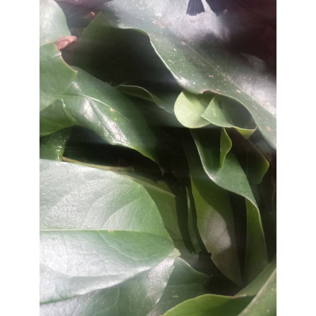 

daun huni segar 200 grm