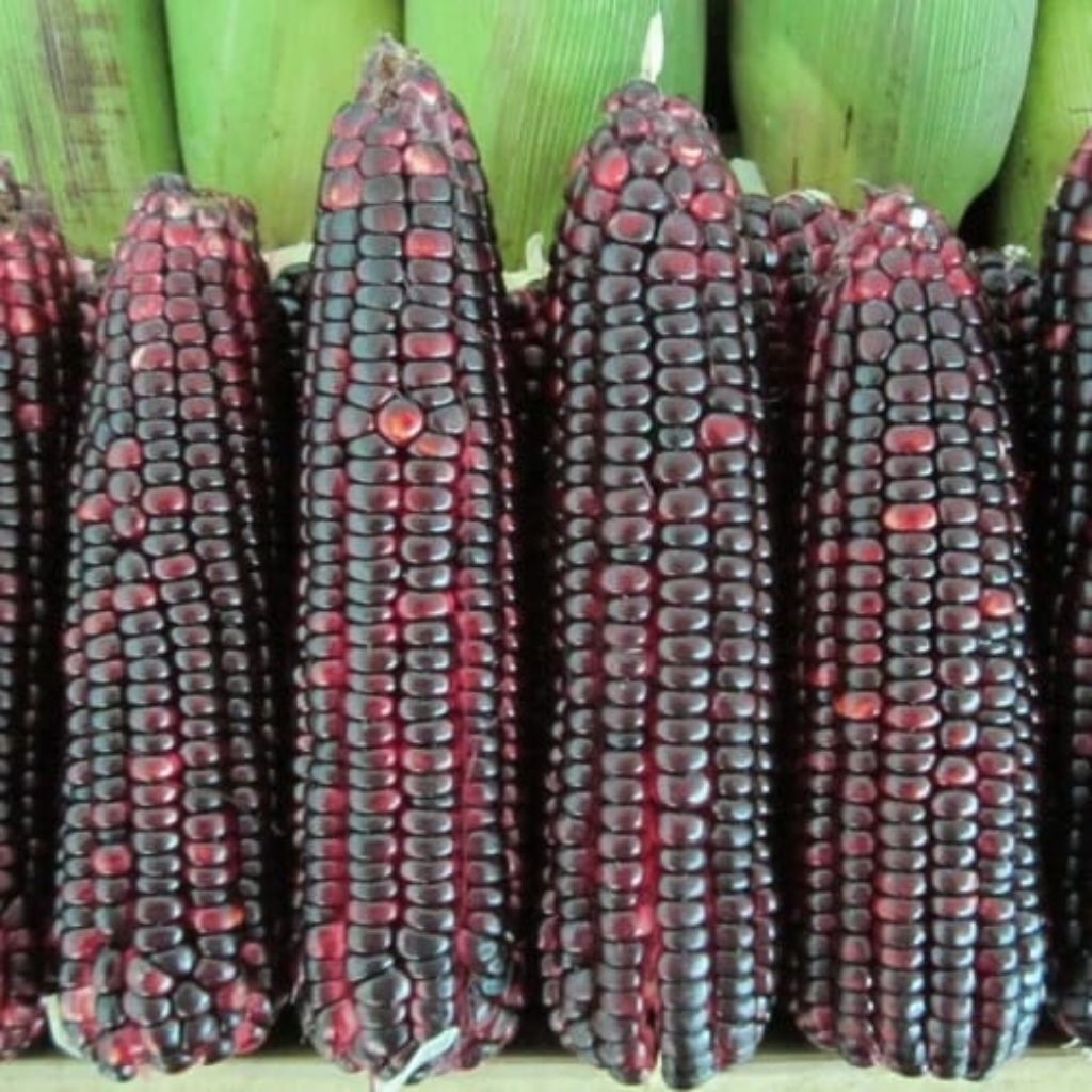 

RB22 500 biji > BENIH BIJI JAGUNG UNGUJAGUNG KETAN HITAM MUDAH BERKECAMBAH