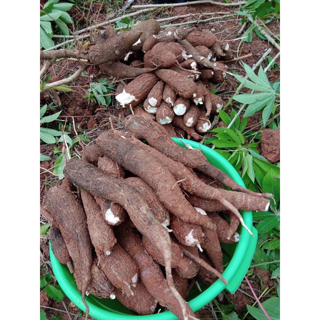 

Singkong hasil sawah