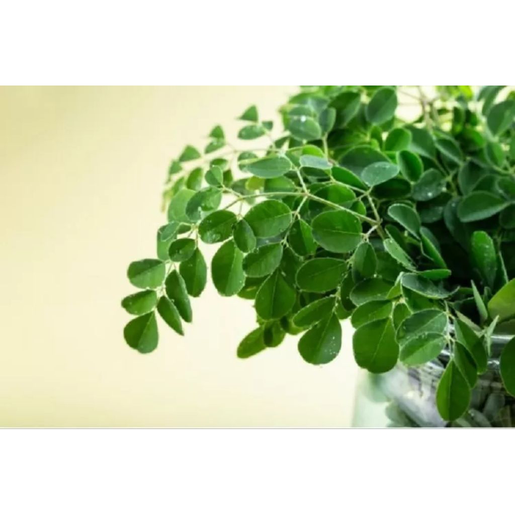 

Daun kelor fres100gram