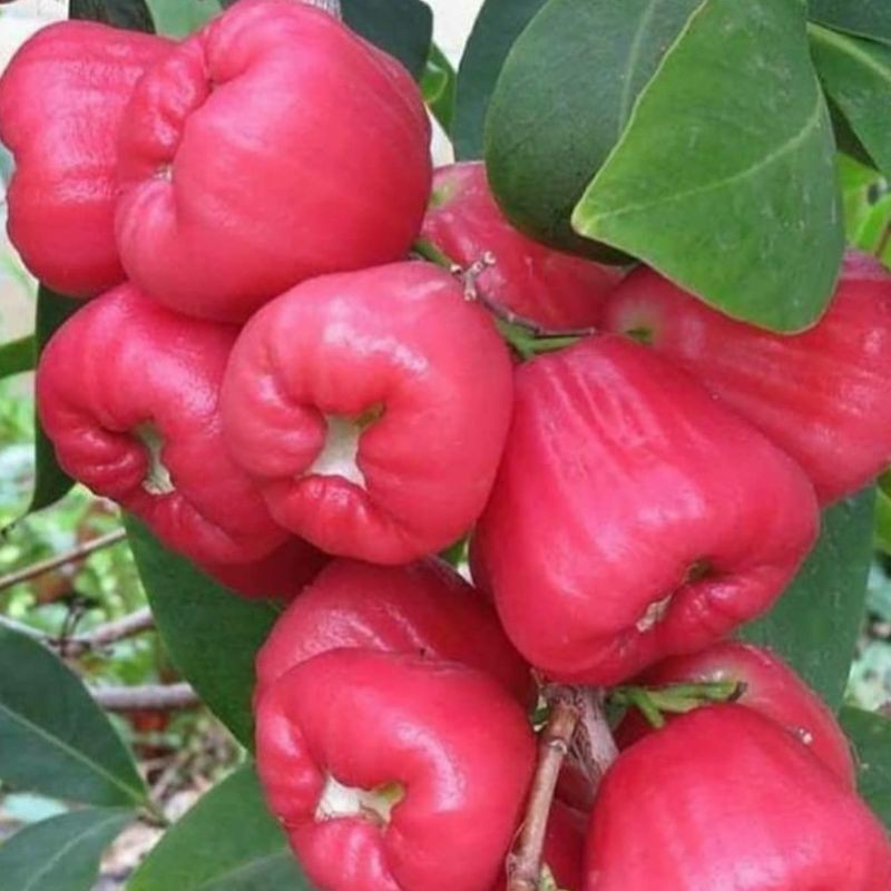 

Jambu Air Hasil Panen Jambu