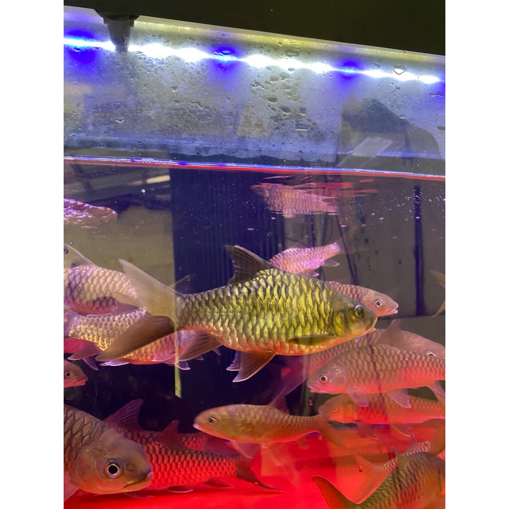 stiker ikan short body masher