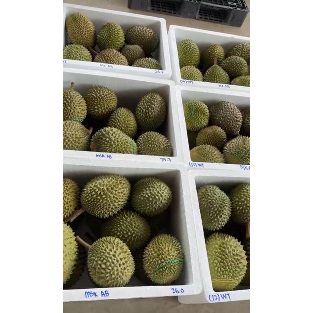 

durian Musangking Malaysia utuh nitrogen