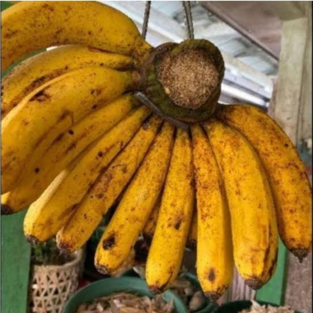 

Buah Pisang Barangan Medan Super 1kg+/Sisir Lokal Manis Legit Segar Fresh Promo Termurah Hemat Harga Terjangkau