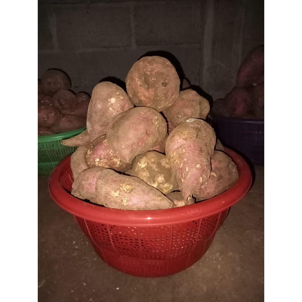 

Tela biru 1 kg