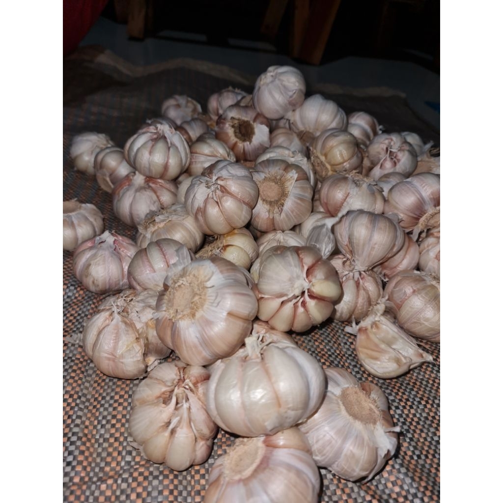 

bawang putih sinco 1 kg (bawang putih) garlic termurah