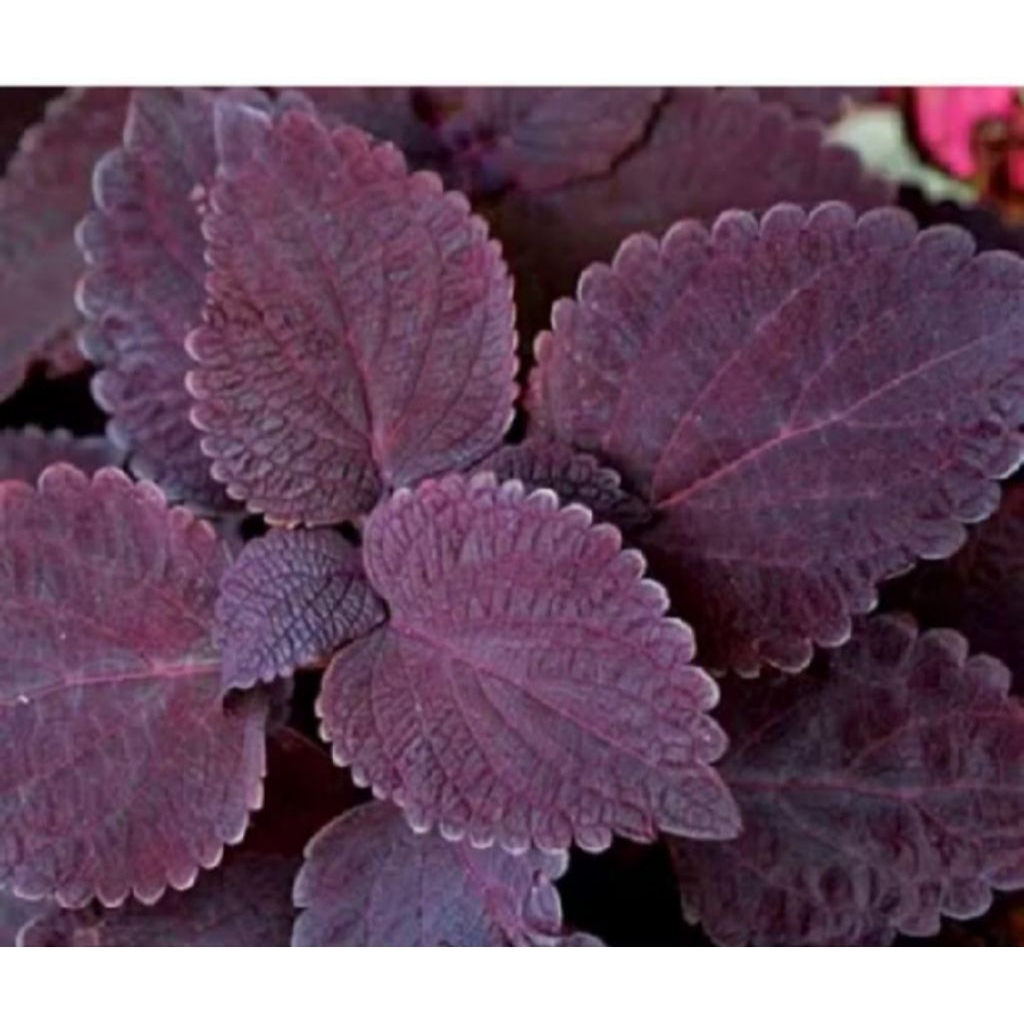 

DAUN JAWER KOTOK MERAH SEGAR 500g