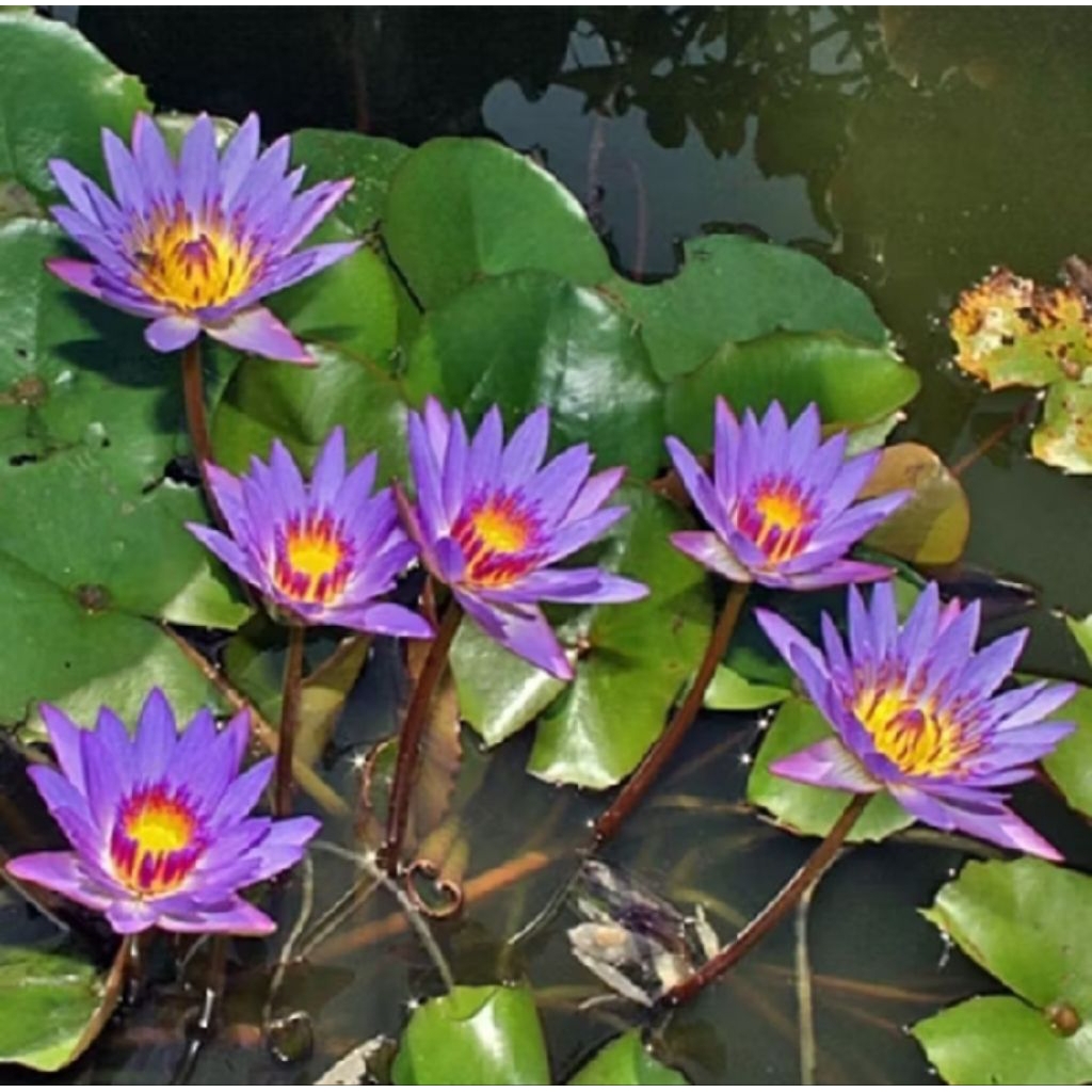 Biji Bunga Lotus / Teratai Kering – Siap Tanam | 100% Alami & Fresh