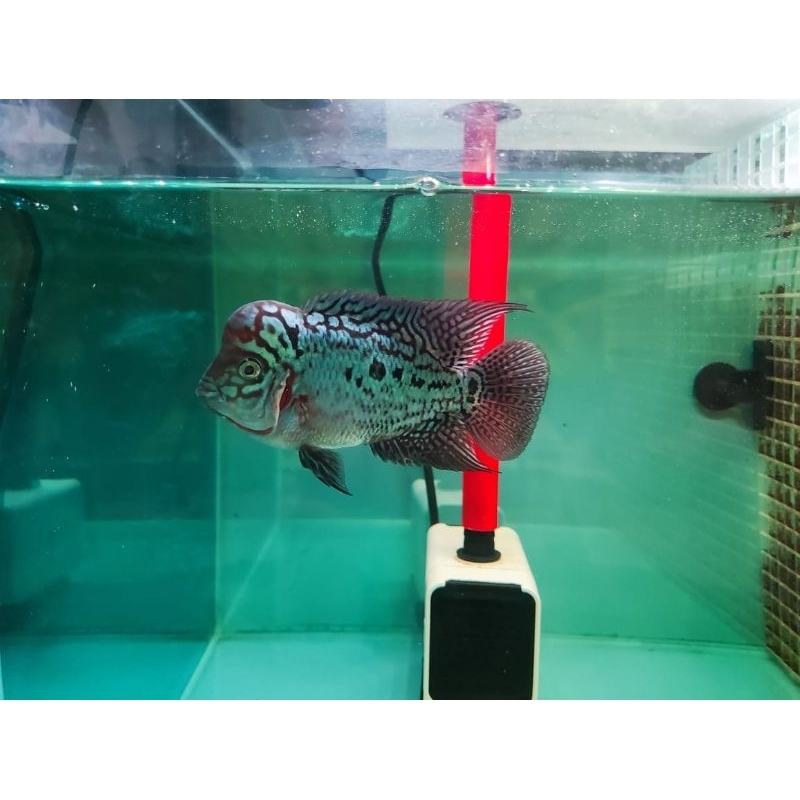 louhan king kamfa ORI Thailand