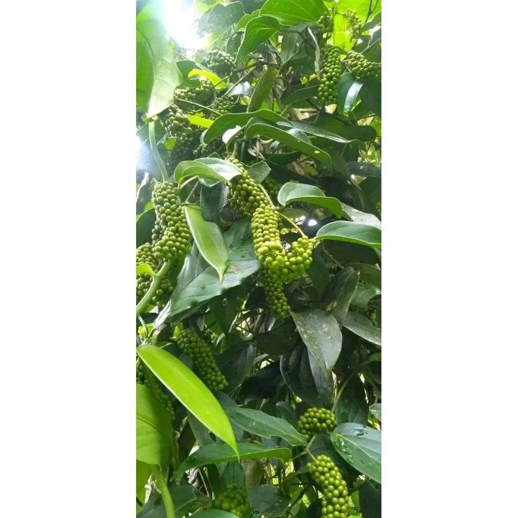 stek batang bibiit kemukus  super unggul,bibit kemukus pilihan,bibit pilihan./100 stek