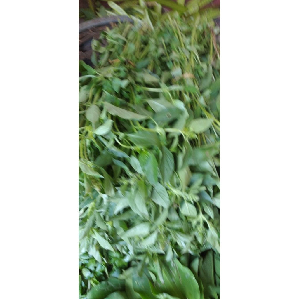 

SAYURAN DAUN KEMANGI PETIK SEGAR