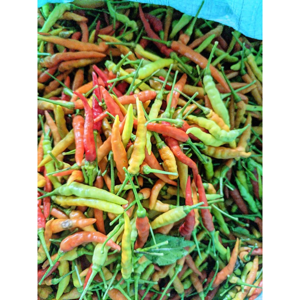 

Cabe Cakra merah super pedas(lombok cakra)