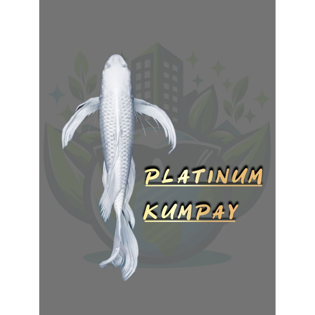 IKAN KOI PLATINUM SLAYER/KUMPAY SERIES 28-31 cm