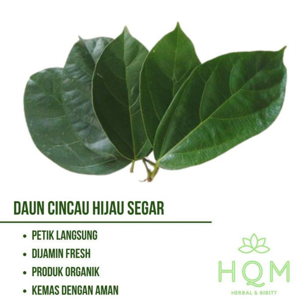 

DAUN CINCAU HIJAU SEGAR