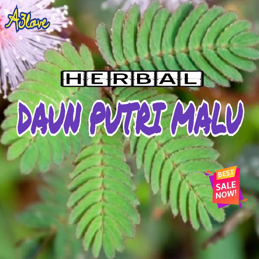 

Daun putri malu Herbal segar 150 Gram jumlah lebih banyak
