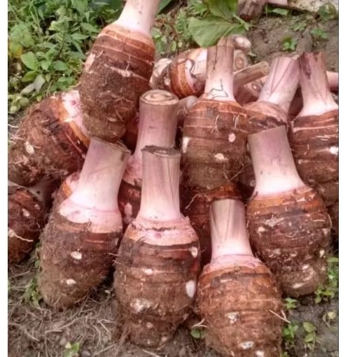 

TALAS BOGOR ASLI 1KG