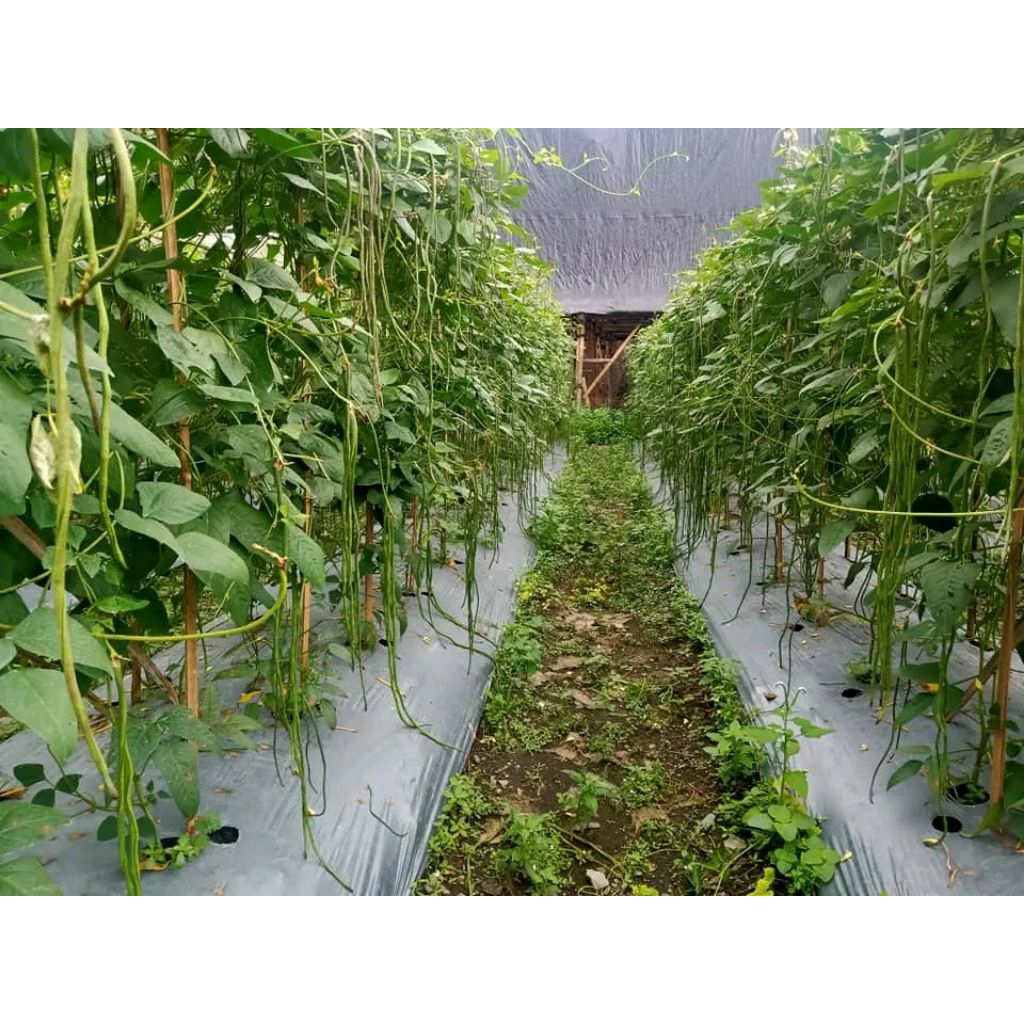 

BENIH KACANG PANJANG SAYUR JALITENG SUPER UNGGULAN 200 BIJI